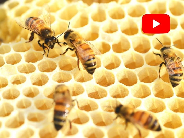 Miel, cire d'abeille et propolis : les produits de la ruche en